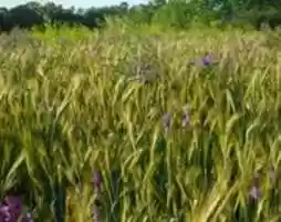 Free download Barley Vetch Sweetclover ( Large) free photo or picture to be edited with GIMP online image editor