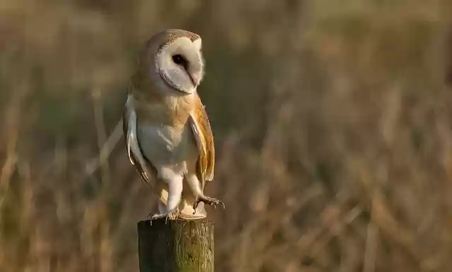 Free download barn owl ornithology owl raptor free picture to be edited with GIMP free online image editor