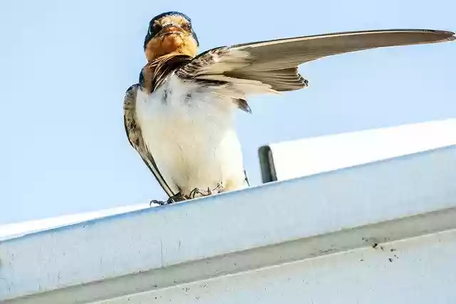 Free download barn swallow fledgling swallow free picture to be edited with GIMP free online image editor