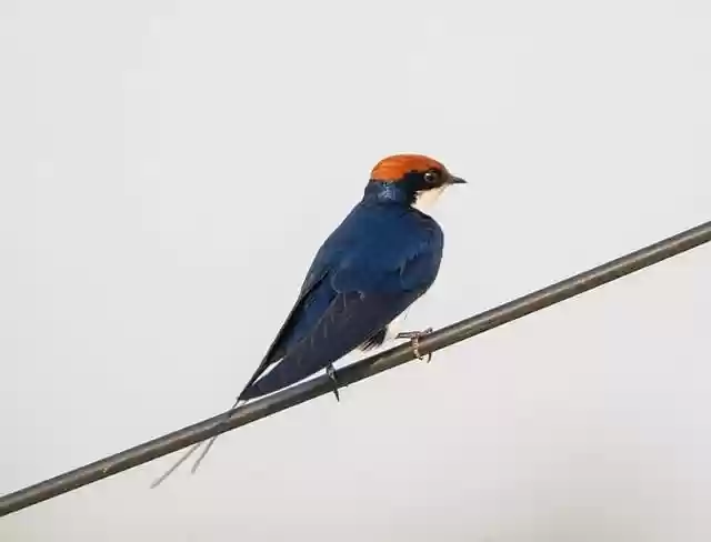Free download barn swallow swallow nature bird free picture to be edited with GIMP free online image editor