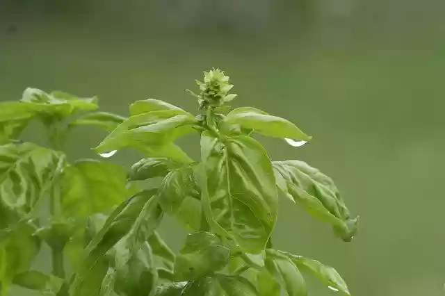 Free download Basil Plant Green -  free photo or picture to be edited with GIMP online image editor