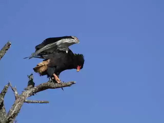 Free download Bateleur Eagle Wild Bird -  free photo or picture to be edited with GIMP online image editor