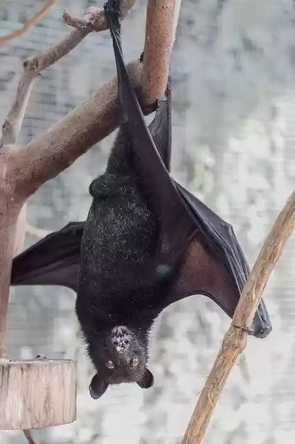 Descarga gratuita Bat Flying Fox Creature Of The - foto o imagen gratuita para editar con el editor de imágenes en línea GIMP