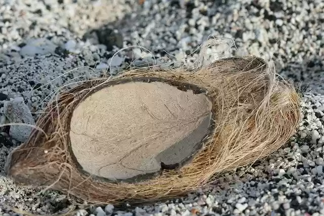 Free download Beach Coconut Shell free photo template to be edited with GIMP online image editor
