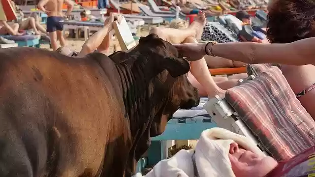 Free download Beach Cow India -  free free photo or picture to be edited with GIMP online image editor