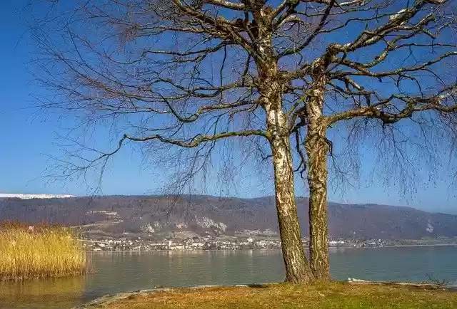 Free download beach lake birch reed tree nature free picture to be edited with GIMP free online image editor