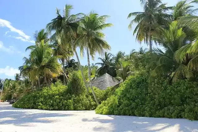Free download Beach Maldives Palm -  free free photo or picture to be edited with GIMP online image editor