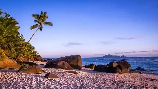 تنزيل Beach Palm Trees مجانًا - صورة مجانية أو صورة لتحريرها باستخدام محرر الصور عبر الإنترنت GIMP