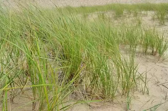 Téléchargement gratuit Beach Sand Grass - photo ou image gratuite à éditer avec l'éditeur d'images en ligne GIMP