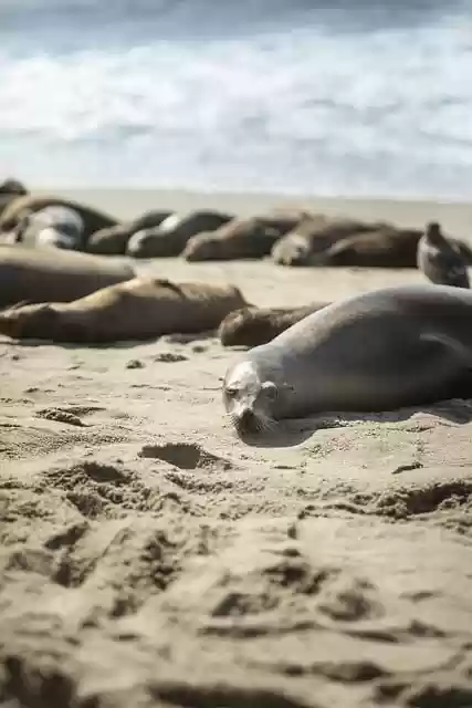 Free download beach seal marine species fauna free picture to be edited with GIMP free online image editor