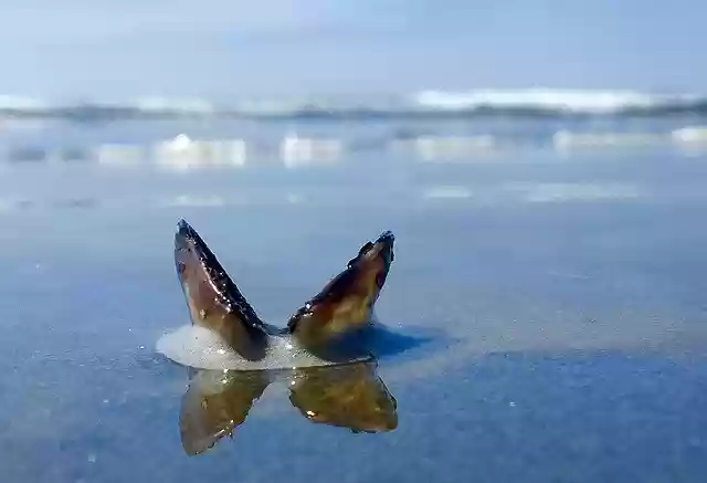 Free download Beach Sea Shell Barnacle -  free photo or picture to be edited with GIMP online image editor