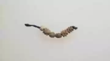 Free download Beads, 6 free photo or picture to be edited with GIMP online image editor