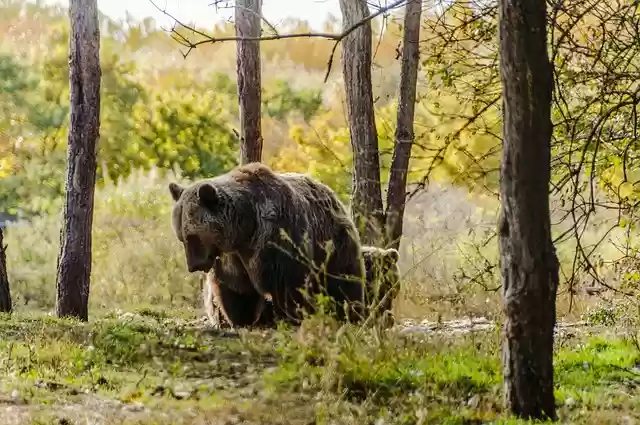 Free download bear beast predator mammal animal free picture to be edited with GIMP free online image editor