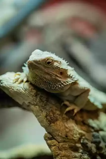 Free download bearded dragon reptile lizard free picture to be edited with GIMP free online image editor