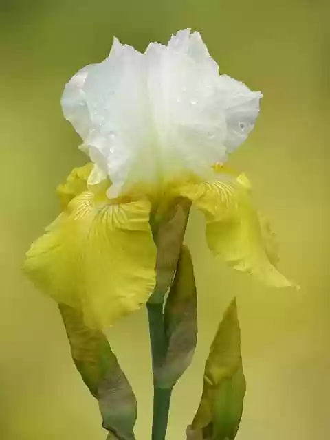Free download bearded iris sword lily iris free picture to be edited with GIMP free online image editor