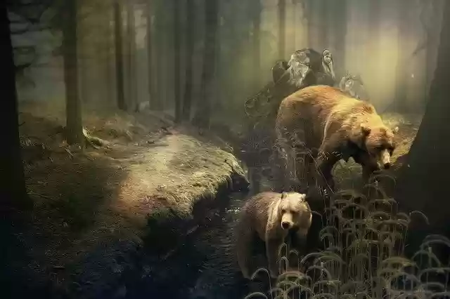 Free download Bear Forest Girl Brown -  free illustration to be edited with GIMP free online image editor