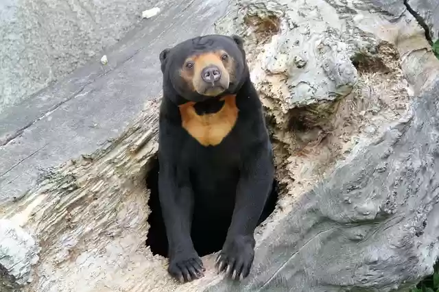 Free download bear malay animal mammal he looks free picture to be edited with GIMP free online image editor