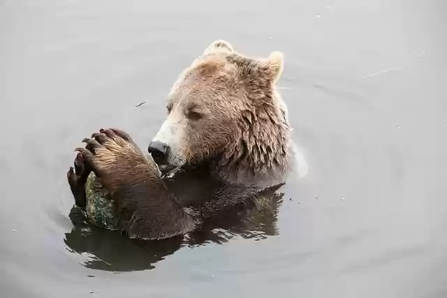 Free download bear pebble lake water mammal free picture to be edited with GIMP free online image editor