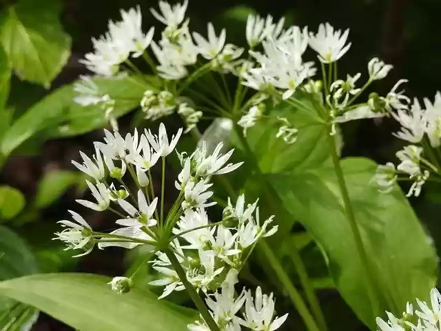 Free download BearS Garlic Leek Plant -  free photo or picture to be edited with GIMP online image editor