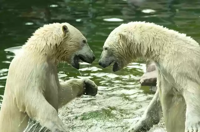 Free download bears polar bears mammals animals free picture to be edited with GIMP free online image editor