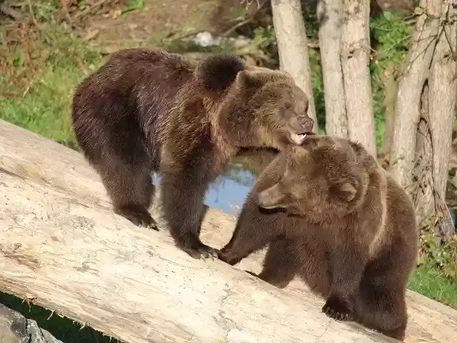 Free download Bear Wildlife Brown -  free photo or picture to be edited with GIMP online image editor