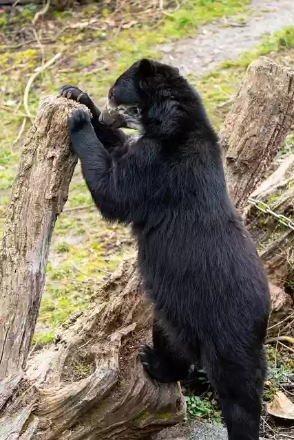 Free download bear wilhelma mammal free picture to be edited with GIMP free online image editor