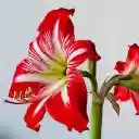 Beautiful big red lilies  screen for extension Chrome web store in OffiDocs Chromium