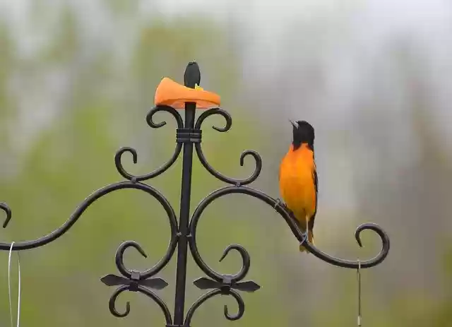 Free download Beautiful Bird Beauty Shows Orange -  free photo or picture to be edited with GIMP online image editor