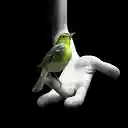 OffiDocs Chromium의 Chrome 웹 스토어 확장용 Beautiful Bird On A Hand 화면