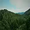 Beautiful Blurred Green Forest At Freetubespot  screen for extension Chrome web store in OffiDocs Chromium