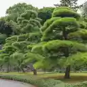 beautiful bonsai  screen for extension Chrome web store in OffiDocs Chromium
