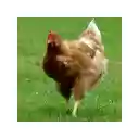 Beautiful chickens  screen for extension Chrome web store in OffiDocs Chromium