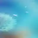 Beautiful dandelion wallpaper  screen for extension Chrome web store in OffiDocs Chromium