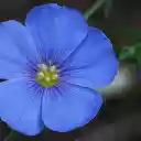 Beautiful Five Petal Blue Flowers  screen for extension Chrome web store in OffiDocs Chromium