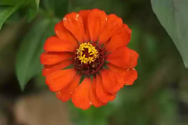 Free download Beautiful Flower -  free photo or picture to be edited with GIMP online image editor