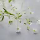 Beautiful flower branches  screen for extension Chrome web store in OffiDocs Chromium