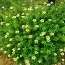 beautiful flower bush wallpaper  screen for extension Chrome web store in OffiDocs Chromium