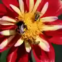 Beautiful flowers and bees  screen for extension Chrome web store in OffiDocs Chromium