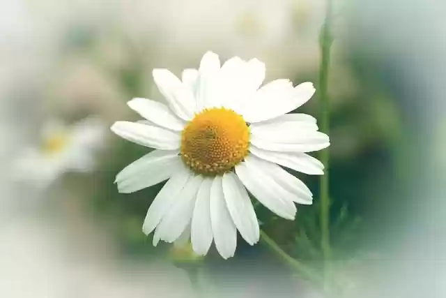 Free download beautiful flowers daisy bloom free picture to be edited with GIMP free online image editor