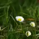 Beautiful Flowers in the Grass  screen for extension Chrome web store in OffiDocs Chromium