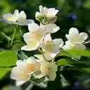 beautiful jasmine wallpaper  screen for extension Chrome web store in OffiDocs Chromium