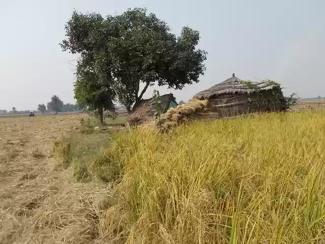 Free download Beautiful Jungle Crop -  free photo or picture to be edited with GIMP online image editor