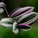 Beautiful leaves  screen for extension Chrome web store in OffiDocs Chromium