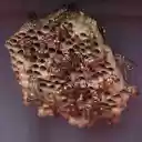 Beautiful little beehive  screen for extension Chrome web store in OffiDocs Chromium