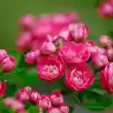 Beautiful little rose branches  screen for extension Chrome web store in OffiDocs Chromium