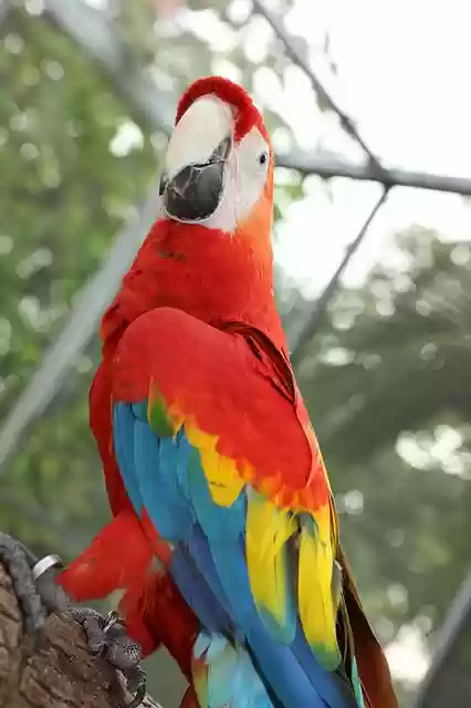 Free download beautiful macaw macaw cute parakeet free picture to be edited with GIMP free online image editor