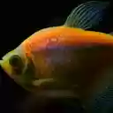 Beautiful ornamental fish  screen for extension Chrome web store in OffiDocs Chromium