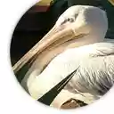 Beautiful Pelican  screen for extension Chrome web store in OffiDocs Chromium