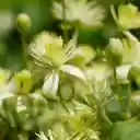 Beautiful pure white flowers  screen for extension Chrome web store in OffiDocs Chromium