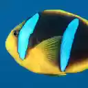 Beautiful Sea Fish  screen for extension Chrome web store in OffiDocs Chromium